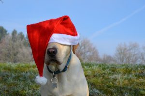 dog with christmas hat on