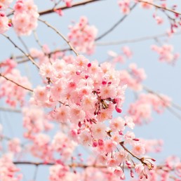spring blossom