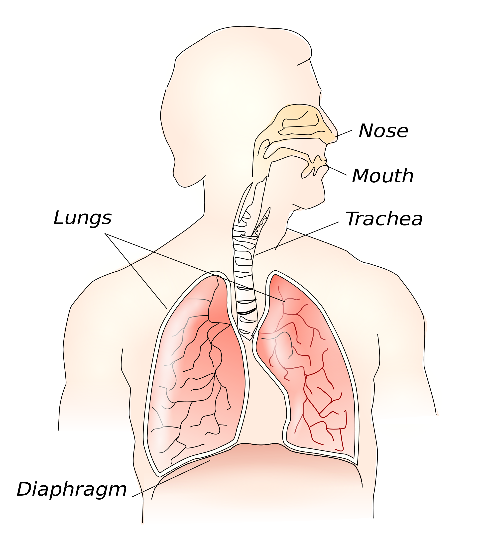 2000px-Respiratory_system.svg