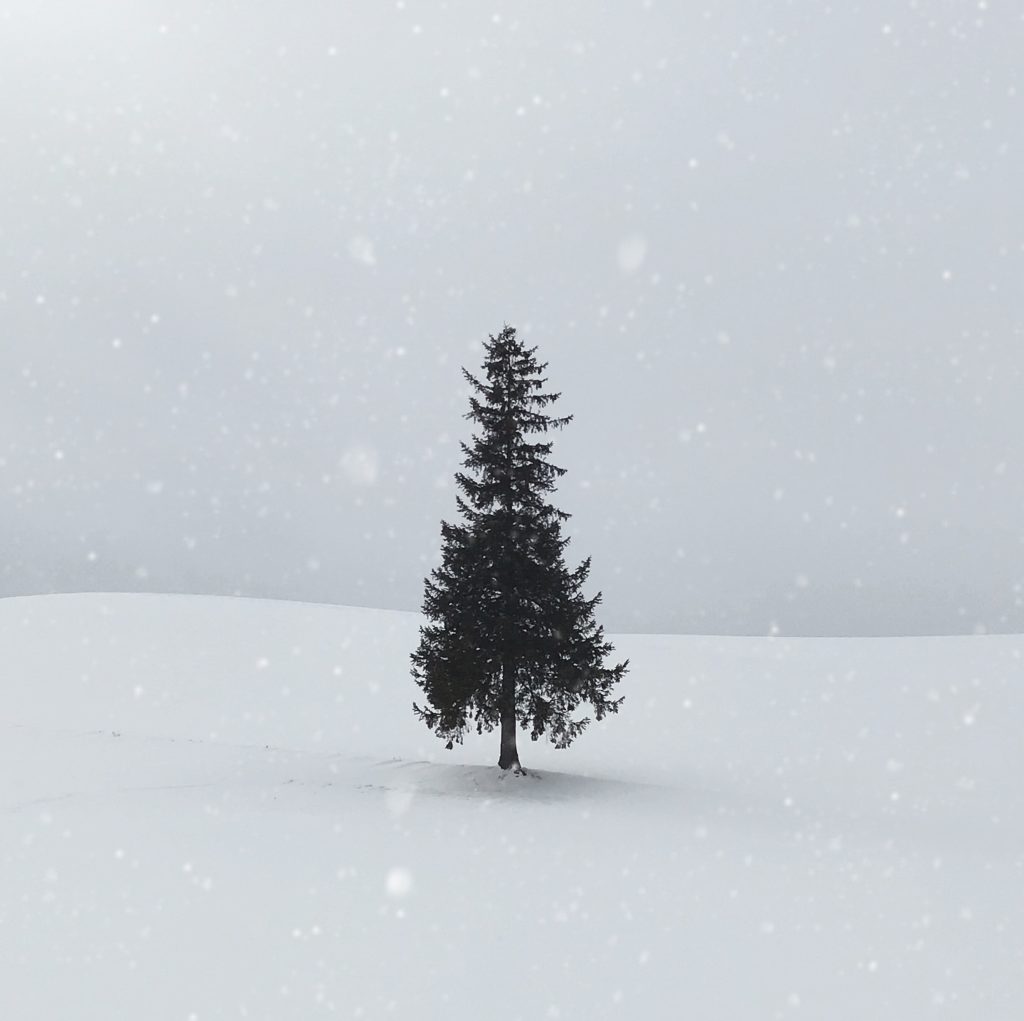 christmas tree in the snow