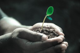 Plant in soil held in hands