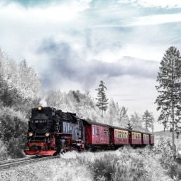 Train travelling through the trees